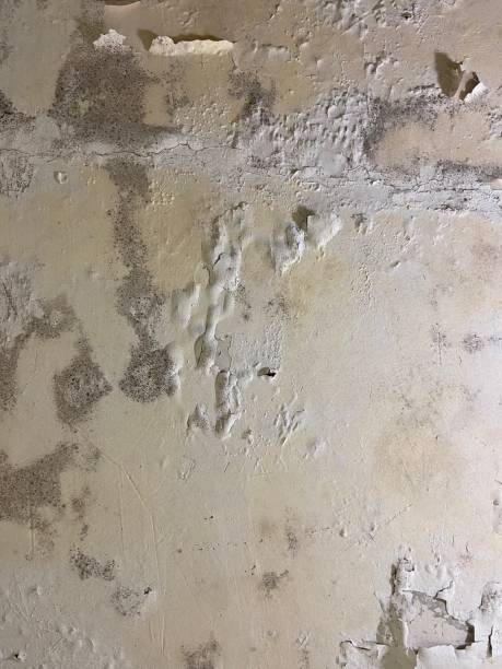 Best Local Mold Removal Service  in Montrose, CO