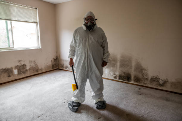 Certified Mold Removal in Montrose, CO