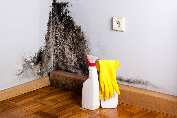 Best Mold Cleaning Services  in Montrose, CO